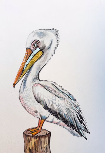 Poppy the Pelican