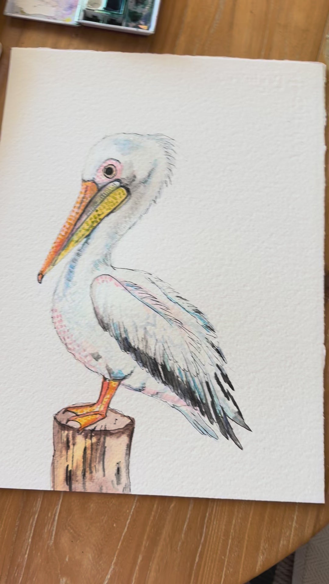 Poppy the Pelican